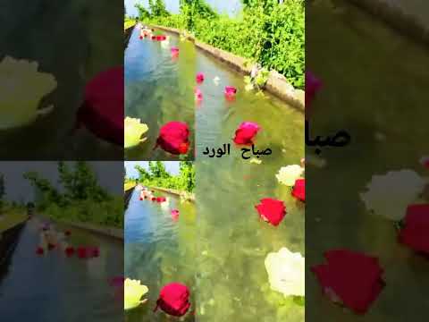 صباح الورد و الياسمين صباح الخير 