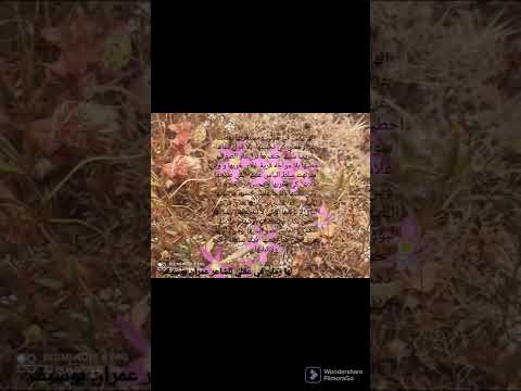 عمران بوسيف 