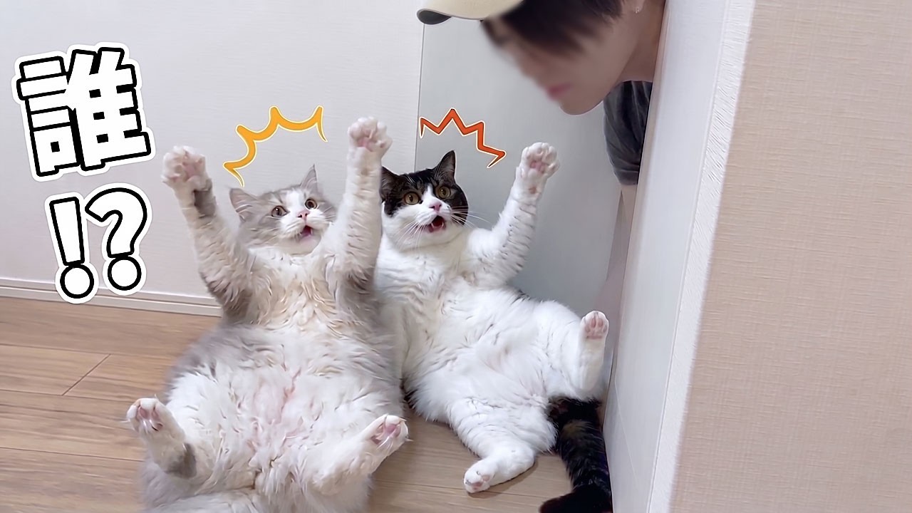 猫】急に立ち上がったぽこ太郎【スコティッシュフォールド】 - YouTube