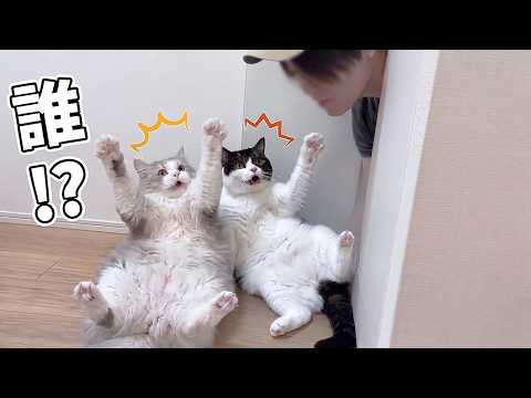 スコスコぽこ太郎ファミリー - YouTube