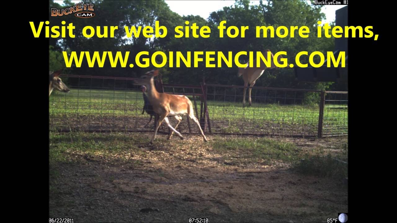 Deer Feeder Fence 2016 YouTube