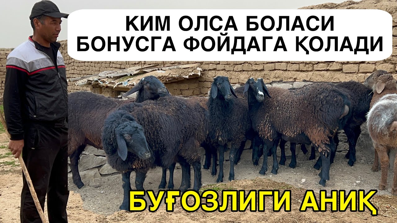 СОНИ ОЗ БИР ҚӮЛГА. ☎️+998996058118