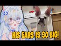His Ears is So BIg! | Yueho Reacts to Daily Dose of Pets