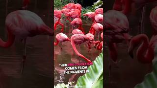 FLAMINGOS: Nature’s Pink Wonders
