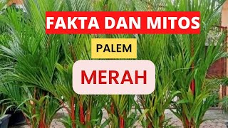 Mitos Dan Fakta Unik Tanaman Palem Merah