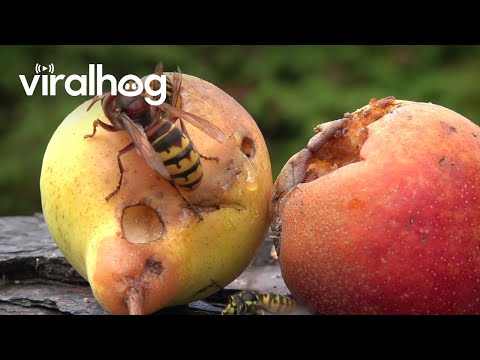 Hornet And Wasp Fight Over Sugary Fruit || ViralHog