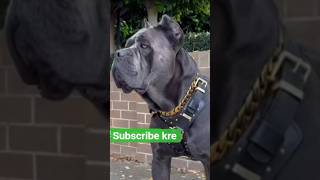 #*cane corso dog *friendly dog *House guard dog *trend dog *dog shorts *dog viral video *