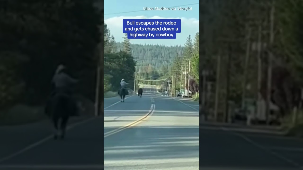 Bull escapes rodeo and runs down California highway 
