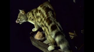 Large Spotted Genet Night Visitor