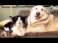 SAD Dog Loses Cat Best Friend, But Gets 4 Foster Kittens To Take Care Of | The Dodo SAD Dog Loses Cat Best Friend, But Gets 4 Foster Kittens To Take Care Of | The Dodo