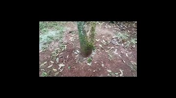 Sầu riêng bị nứt thân xì mũ do nấm phytophthora #saurieng #sauriengdaklak #hlsrdl