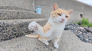 茶シロ猫が海辺で思い切り遊んで、快適な猫ハウスへ帰っていく