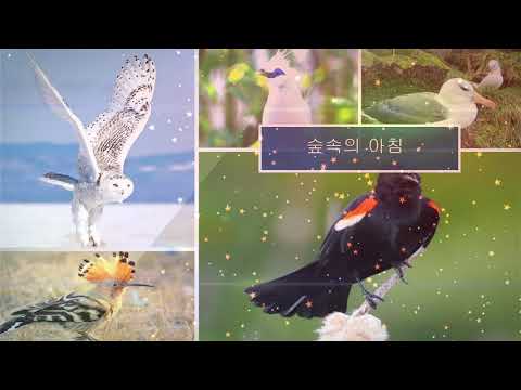 음악  MR  숲속의 아침