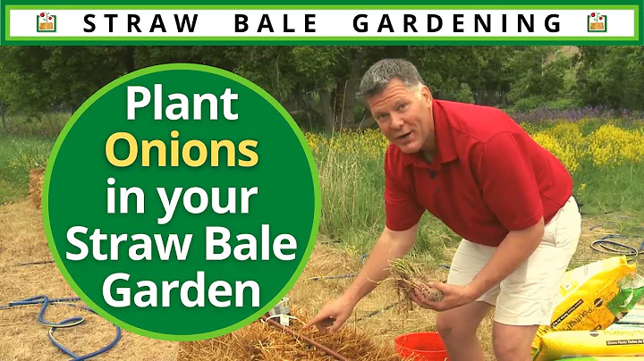 How to Plant Onions in Your Straw Bale Garden