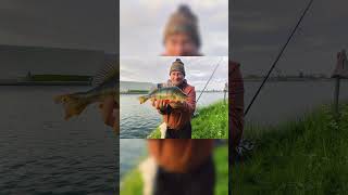 🎣 Street Fishing Belgium — Spring baars &amp; snoekbaars on Vlanderen canals #shorts #streetfishing