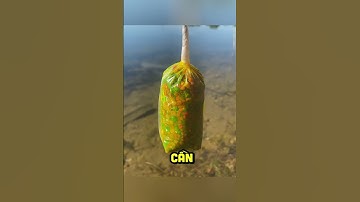 Bí Kíp Câu Cá Chiếc Túi Nhỏ Khiến Cá Kéo Đến Ầm Ầm! #shorts