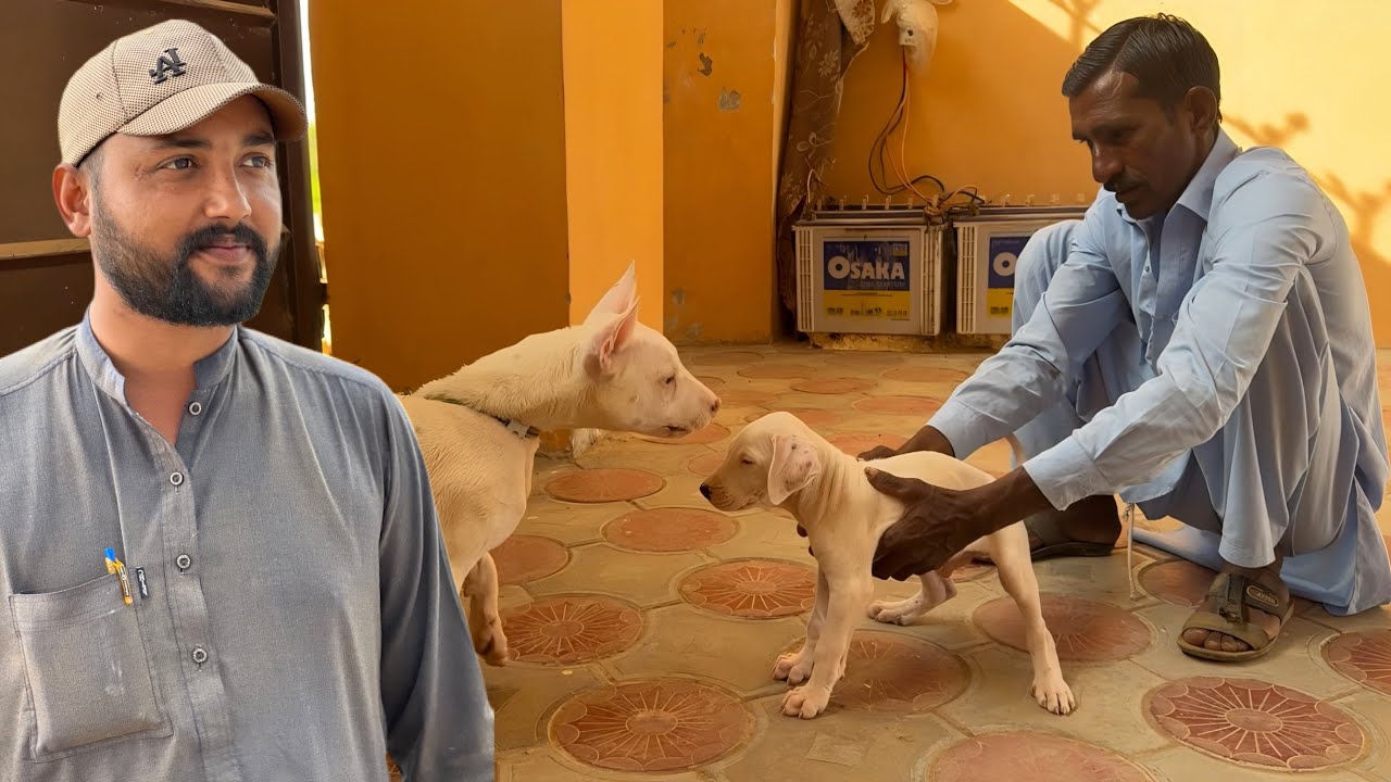 New Entry Top Quality Bully Kutta Puppy 