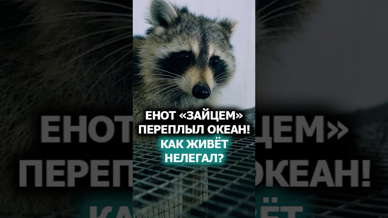 Самый МИЛЫЙ НЕЛЕГАЛ! // Енот из Америки очутился в Беларуси 