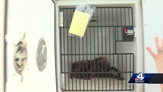 More than 2 dozen animals being taken from Greer home after warrants are served, officials say