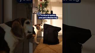 Updating your pet’s disaster bag ✅ | Petco
