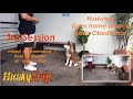 3rd session Basic Obedience ( home service ) | HuskyTrip