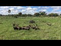 Baby buffalo and wild dogs.