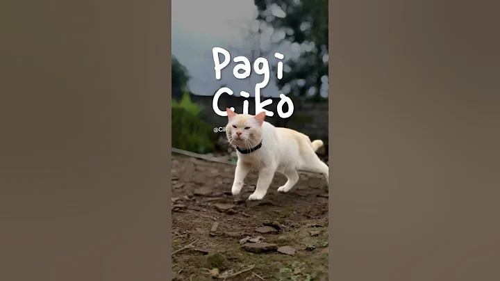 Video 11258671: catlover siamese cutecat, siamese cat cutecats, catlover siamese cute, siamese cats funny cute