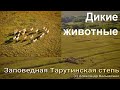 Как в Одесской области степной заповедник заселяют дикими животными