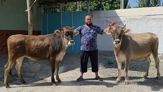 TOZZA QONLI SHVETNI ARZON HAMYOPIDAN OZIMNI MINI FERMADAN ISHONCHLISIDAN
