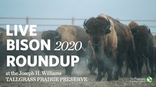 Bison Roundup at the Tallgrass Prairie Preserve with Harvey Payne