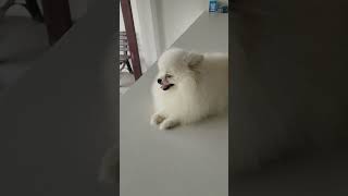 spitz alemão #animais