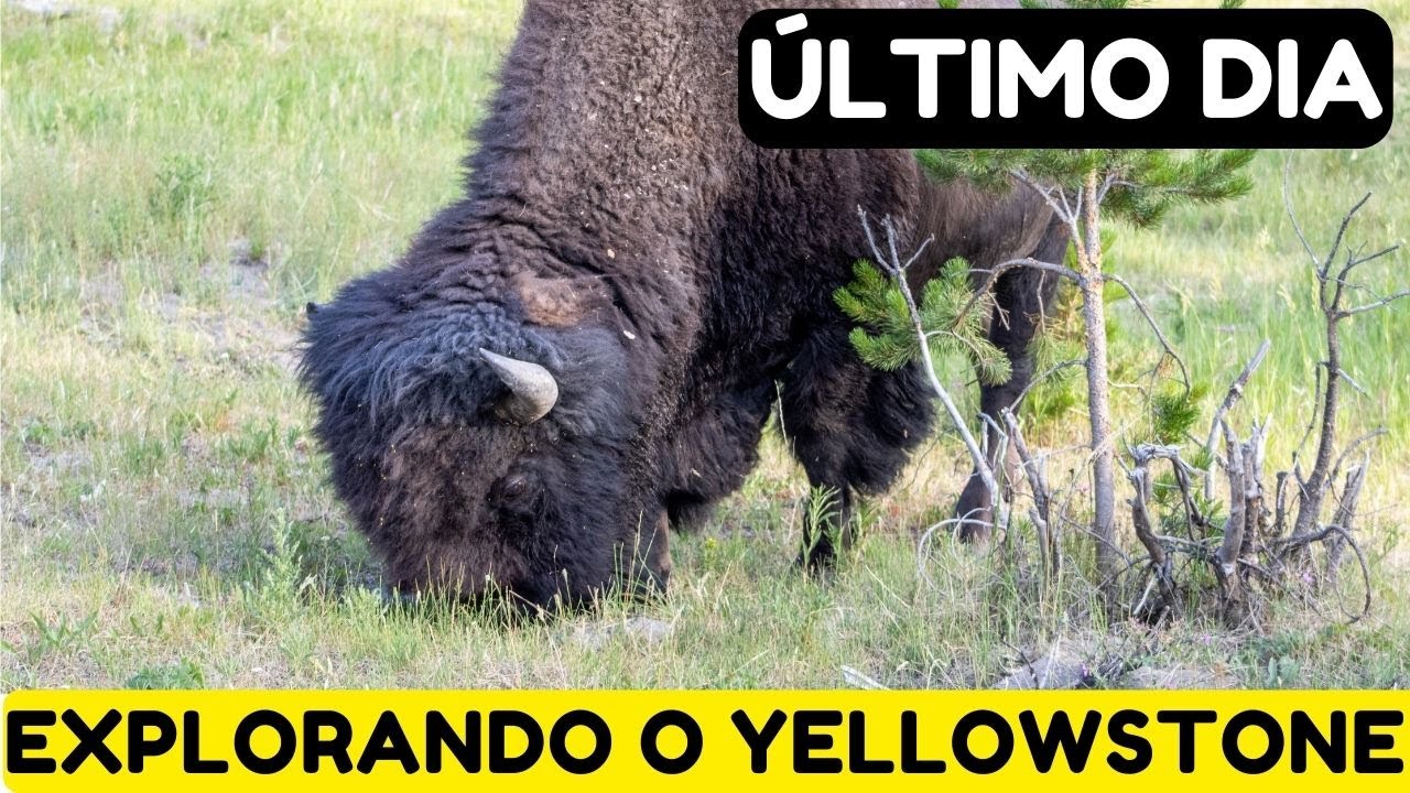 ÚLTIMO DIA DE YELLOWSTONE NATIONAL PARK / DIA 5 - EUA Ep.40