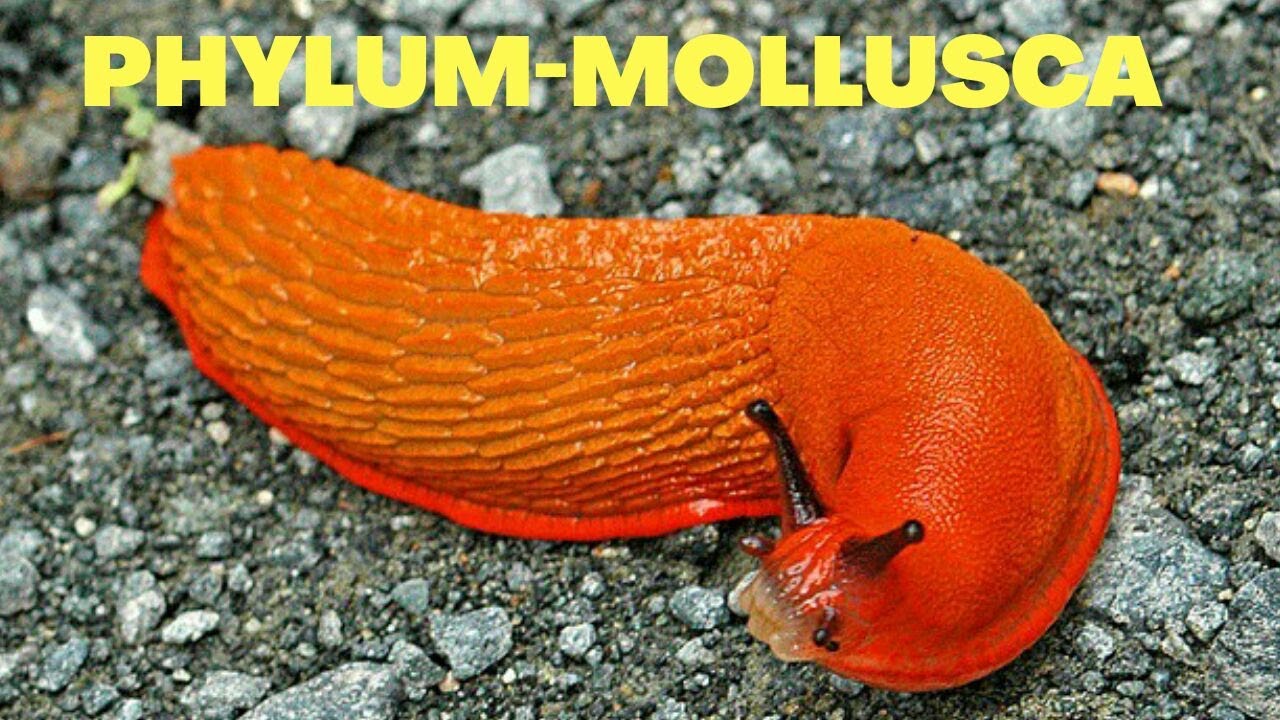 PHYLUM - MOLLUSCA| ANIMAL KINGDOM|INVERTEBRATES|NEET 2020|AIIMS|JIMPER ...