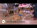 Les chiens-guides d'aveugles