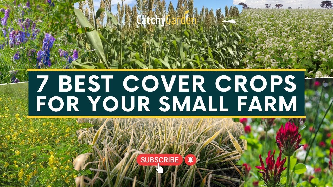 7 Best Cover Crops for Your Small Farm 🌷🌾 // Gardening Ideas YouTube