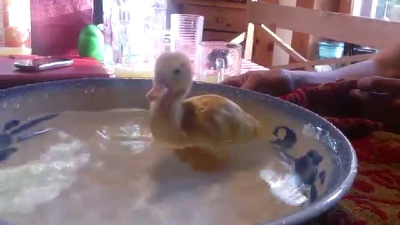 Duckling taking its first bath