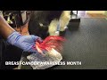 Pink dog ( Breast Cancer Awareness Month)