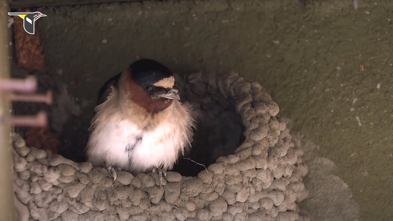 Cliff Swallow Nests YouTube