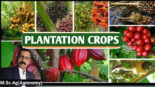 PLANTATION CROPS