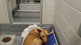 acs A671569