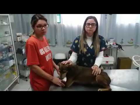 Vídeo: PitBull lesionado é resgatado e enviado para a prisão pela melhor razão de todas