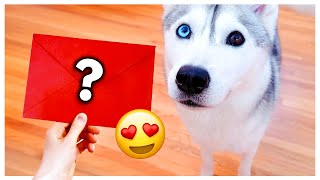 Husky Gets a Letter from a Secret Admirer!