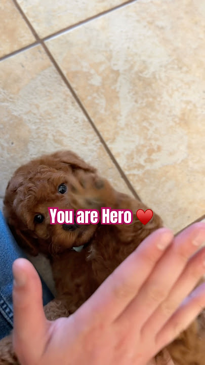 You’re a hero! ❤️❤️ #cutenessoverloaded