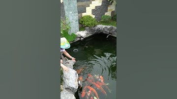 Đá ốp trang trí tiểu cảnh là gì ? #tangiahuy #shorts