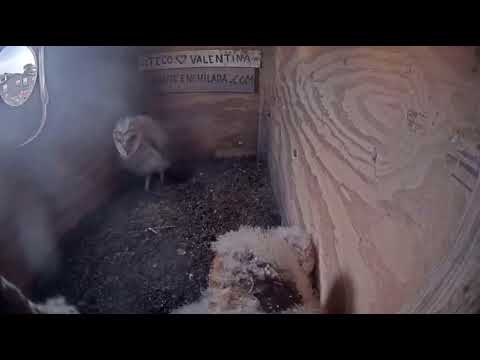 baby-barn-owlet-practicing-prey-jumping