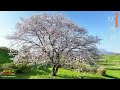 世界文化遺産「原城跡」長崎県南島原市（島原半島）南島原ひまわり観光協会【AREA859】