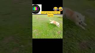 رويها يا كريم ? memes maroc الموت ضحك معا هاذ المغاربة . ضحك والله يفرجها عليك .??