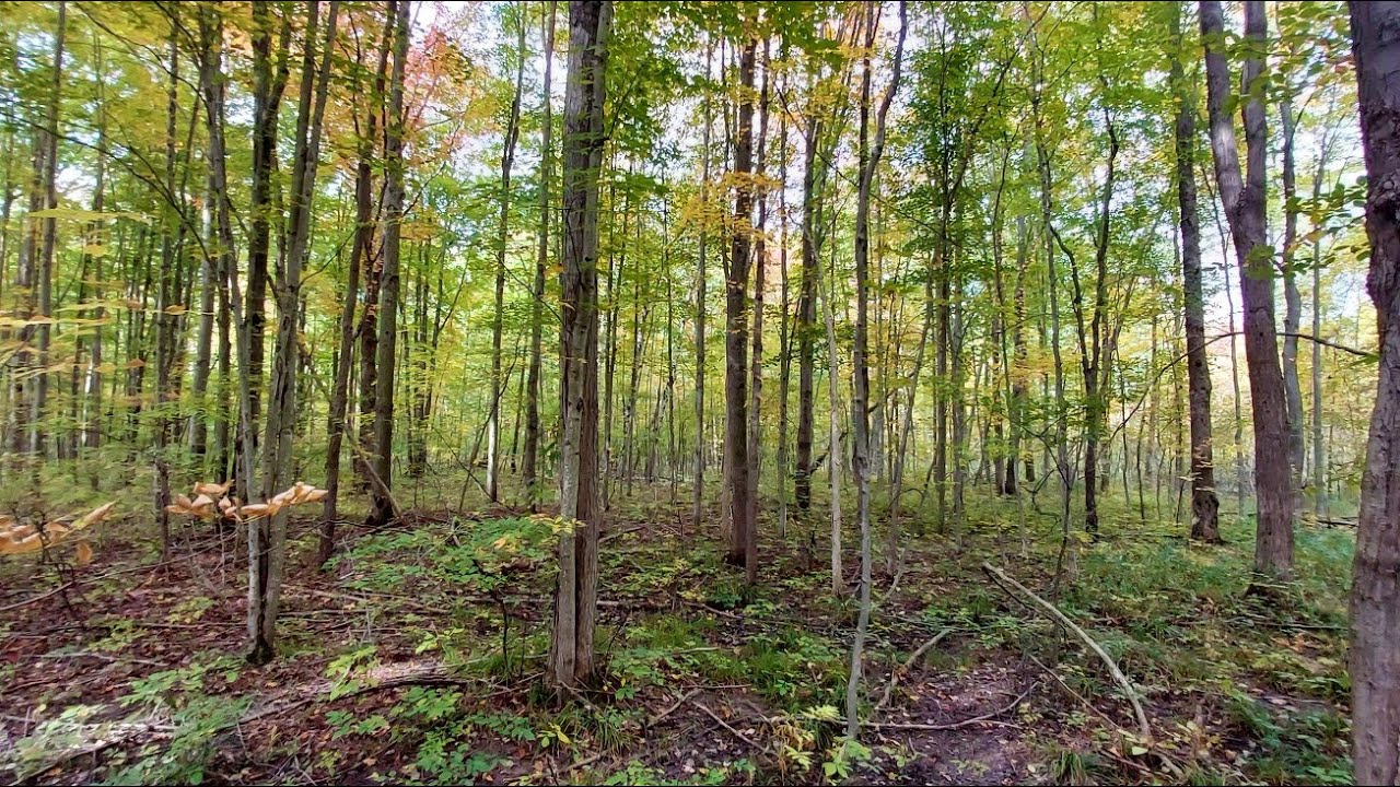 10 acres Hunting Land For Sale in Tuscola County Michigan YouTube