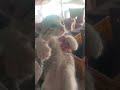 cute baby