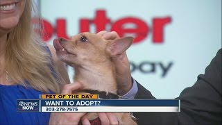 Pet of the day (05/03/15) with Foothills Animal Shelter